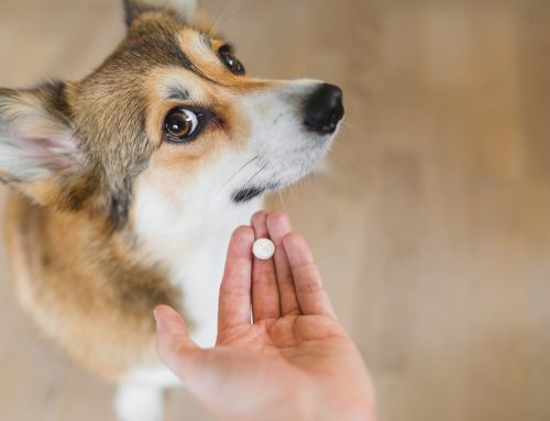 Pill Your Pet Without a Problem: Medicating Tips from the Pros