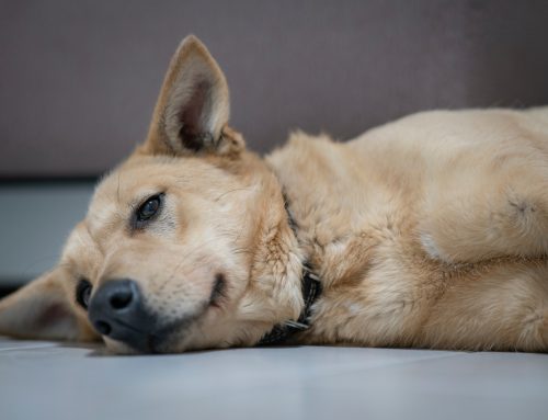 Think Fast: What to Do if Your Dog Has a Seizure
