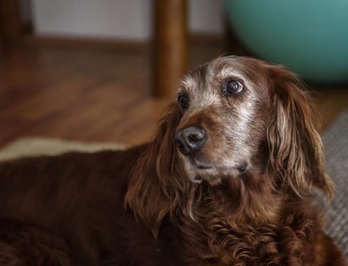 6 Tips to Assess Your Senior Pet’s Quality of Life