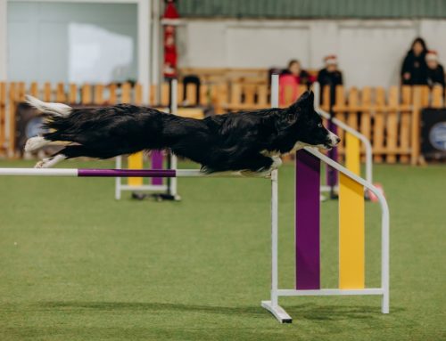 Leader of the Pack: Competitive Sports for Dogs