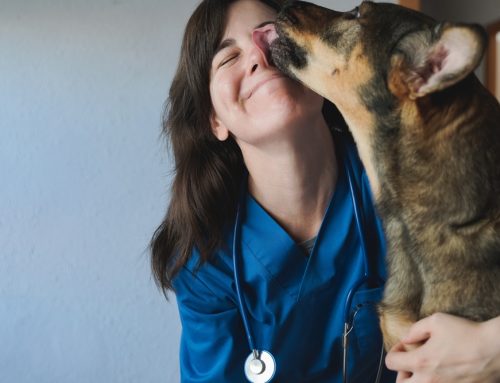 Keep Calm and Visit the Vet: Tips for Stress-free Veterinary Visits