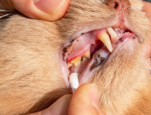 Resorptive Lesions: A Common Dental Issue in Cats