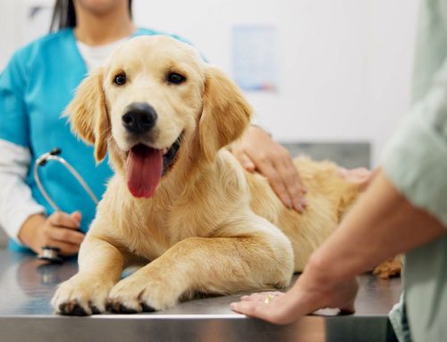 Evaluating Pet Health Insurance: A Guide to Ensuring Your Pet’s Well-being and Financial Security