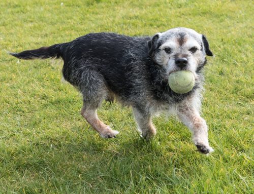 Keeping Your Furry Friend Happy in Their Golden Years