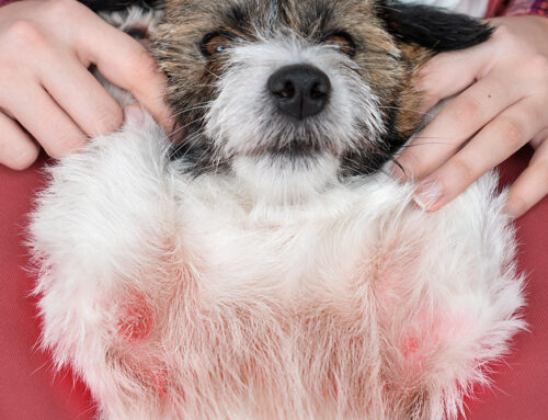 Recognizing Skin Allergies in Dogs and How to Treat Them