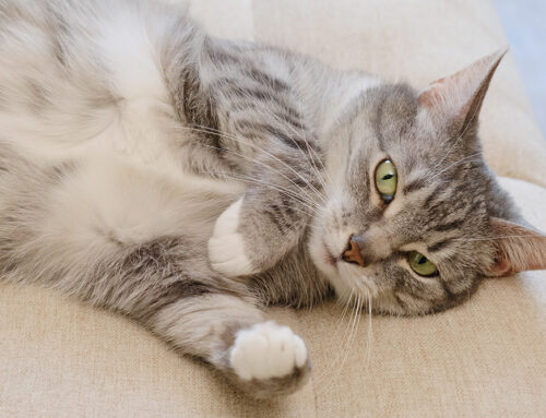 Feline Constipation: Causes, Symptoms, and Solutions