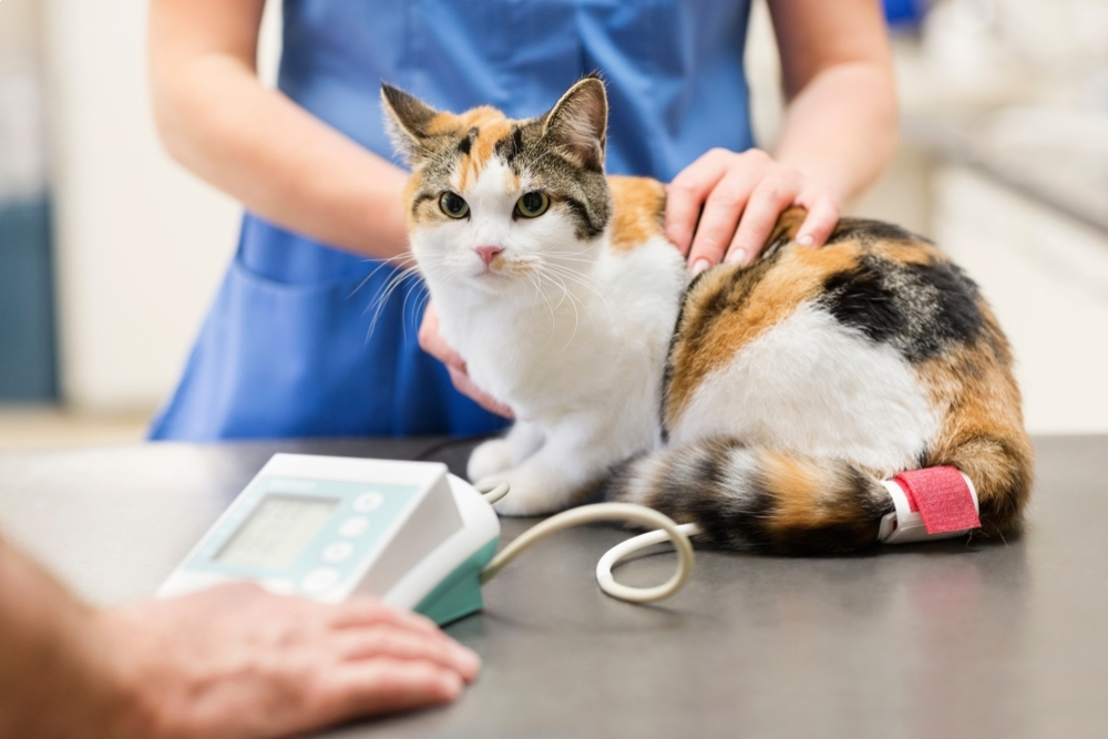 A Calico cat sitting on an examination table during a vet checkup, with a blood pressure cuff on its tail.