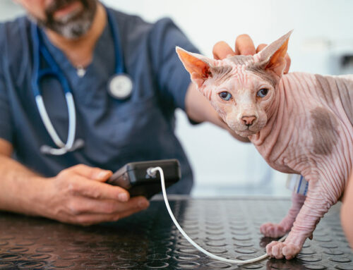 Feline Hypertension: Causes and Management