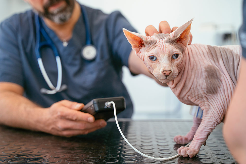 Veterinarian examining a Sphynx cat