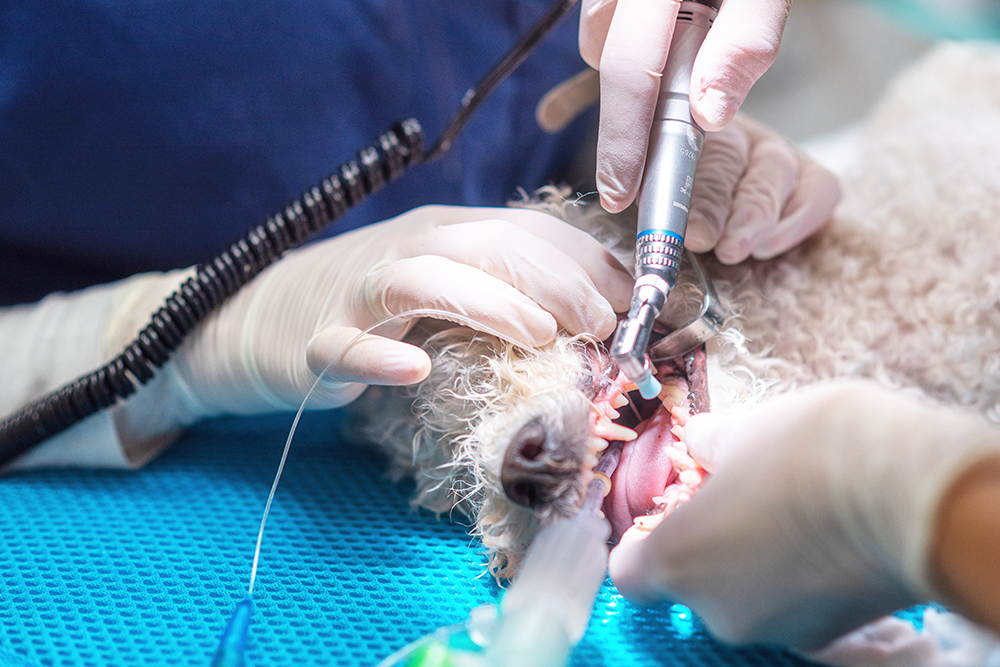 A canine is lying on a surgical table, probably under anesthesia.