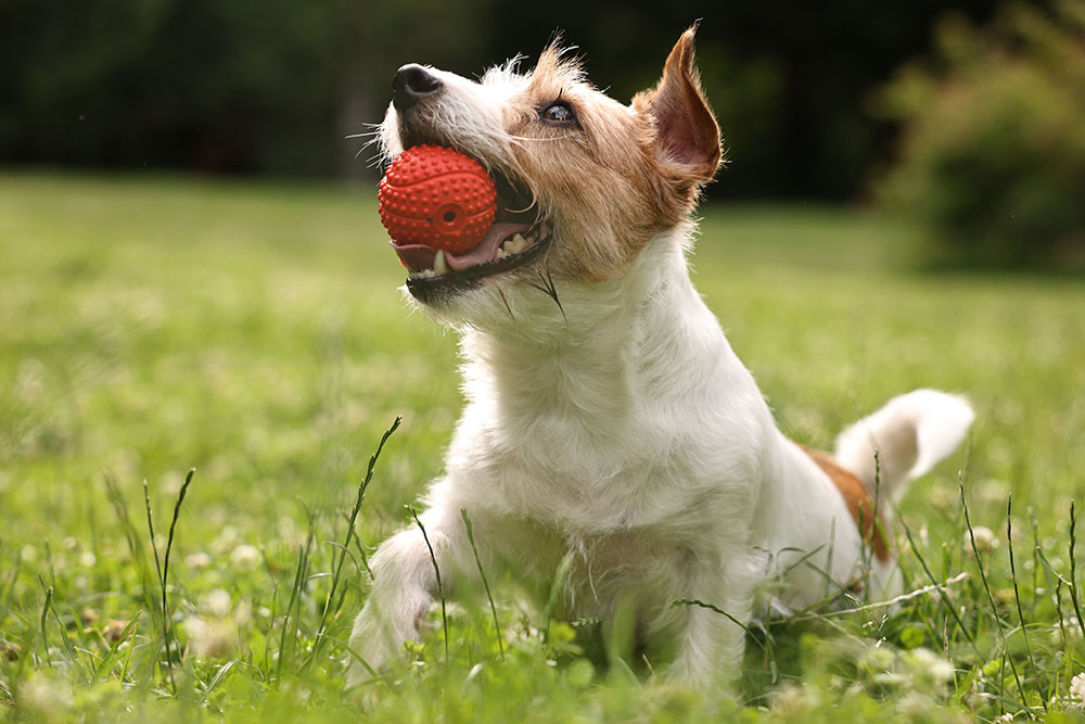 A small brown-and-white dog lying in green grass, holding a red textured ball in its mouth and looking upward outdoors.