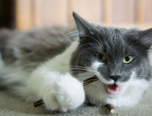 Dangerous equipment and toys for your pet- e- collars, prongs, retractable leashes, bones, and other toys and training aids that can cause problems