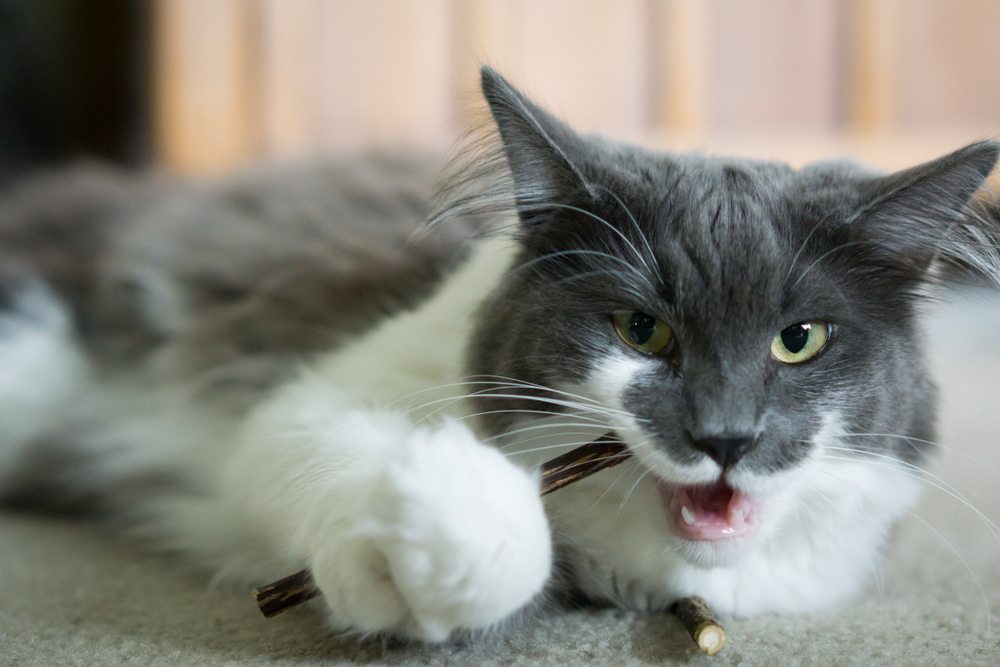A gray and white long-haired cat lying on a carpet, holding a small stick with its paw and meowing while looking at the camera.