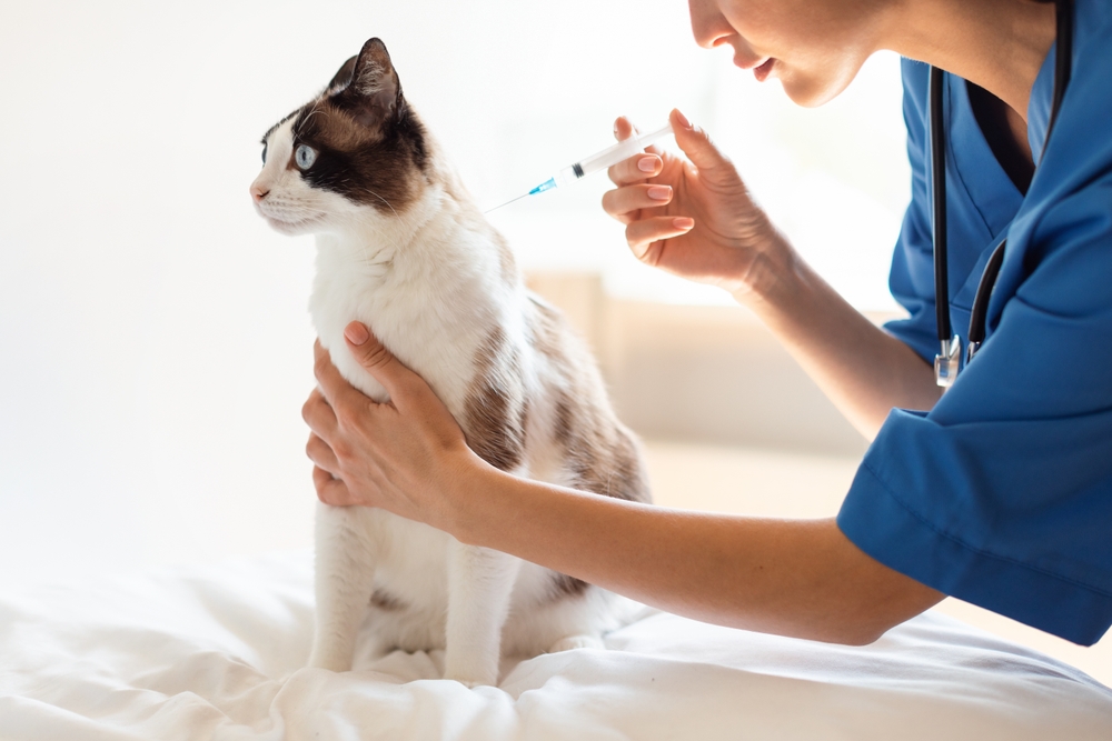 A veterinarian in blue scrubs holding a cat and giving it an injection with a syringe while the cat sits on a white surface.