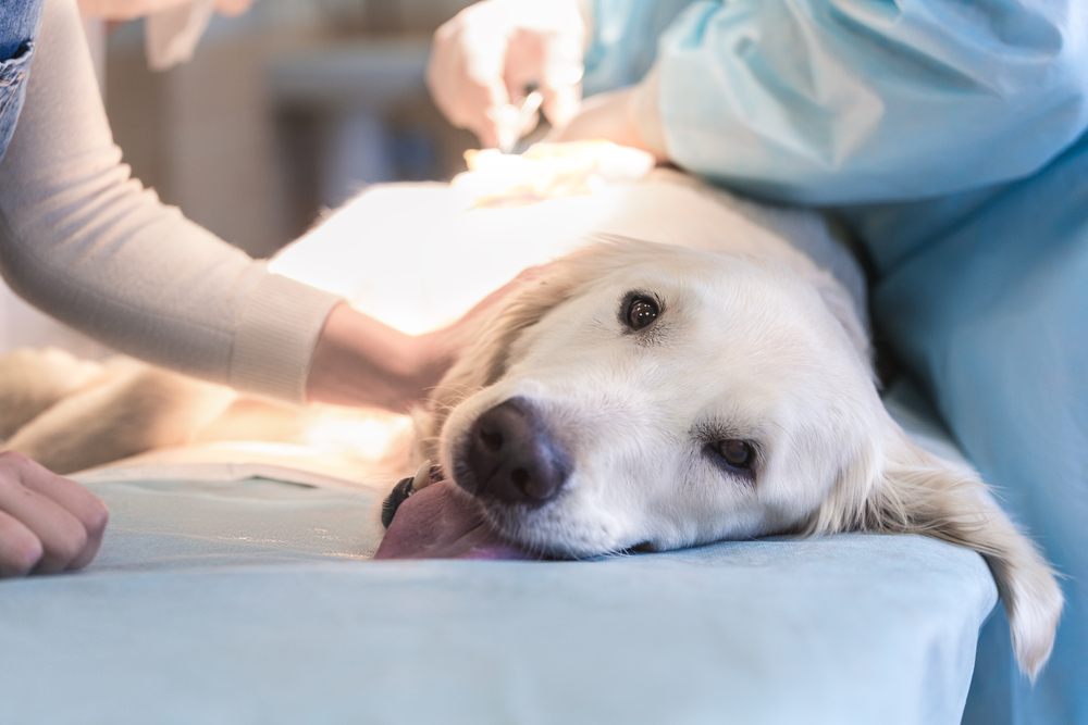A light-colored dog lying on a veterinary exam table while a veterinarian performs a procedure, with a person gently holding the dog’s head.