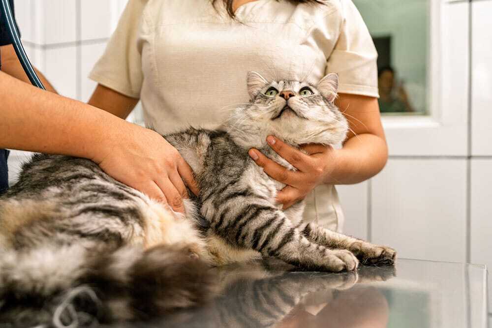 Veterinarian examining a tabby cat during a routine health check.