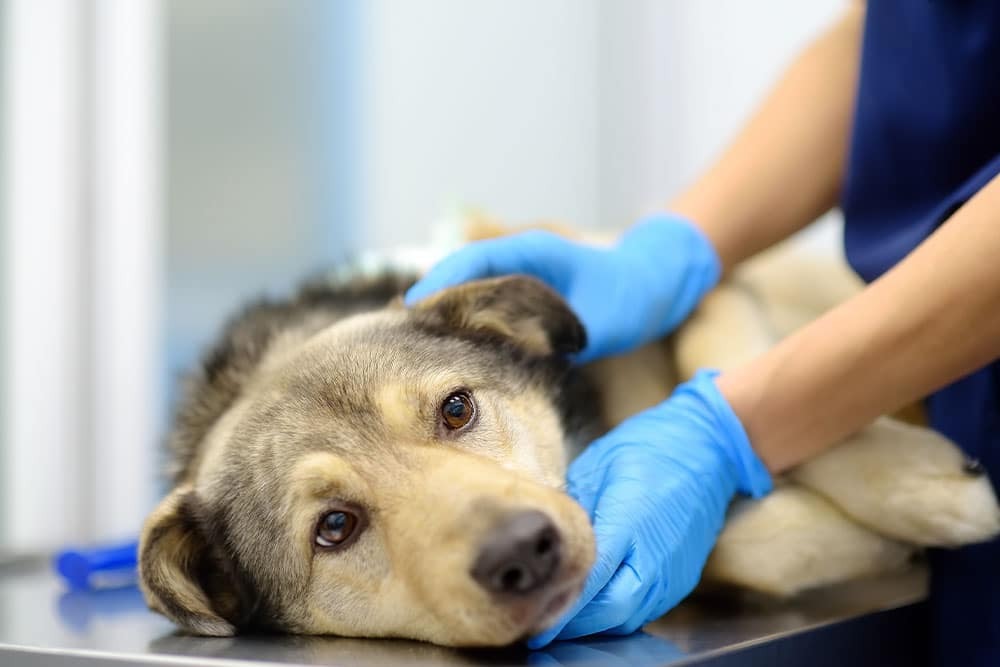 Veterinarian performing a health check on a shepherd dog during a clinic examination.