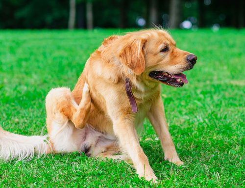How Do I Get My Pet’s Allergies Under Control for Good?