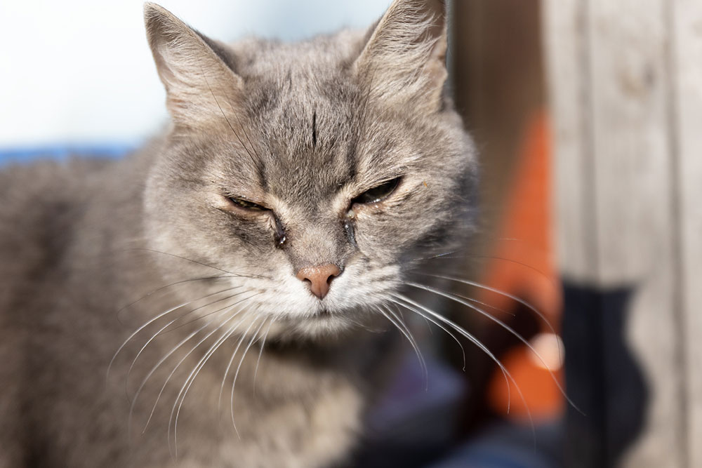 A close-up headshot of a grey tabby cat squinting both eyes shut, showing dark, crusty eye discharge running down from the inner corners of its eyes.